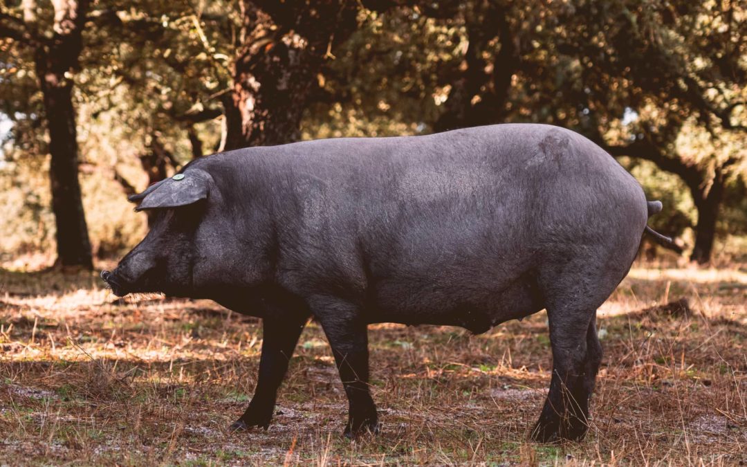 Diferencias entre el cerdo ibérico y el cerdo serrano