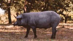 Diferencias entre el cerdo ibérico y el cerdo serrano